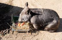 Murray River Paddle Steamer and Wildlife Experience Tour