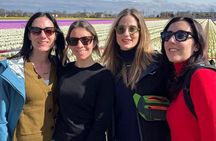 Small Group Bike Tour to Tulips Field in Lisse