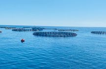 Kuriat Islands trip by Yacht 