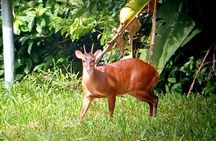 Corcovado, Siren Station — Private Tour 2 Days 1 Night