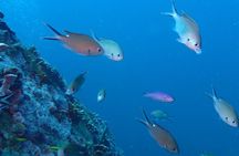 2-Tank Group Dive Experience (Certified Divers Only) in Anguilla