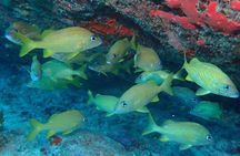 2-Tank Group Dive Experience (Certified Divers Only) in Anguilla