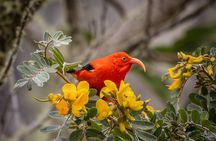 Big Island Birdwatching Tour