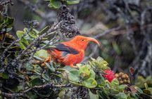Big Island Birdwatching Tour