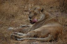 4-Days Big Five Safari: Tarangire, Serengeti & Ngorongoro Crater