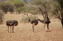 4-Days Big Five Safari: Tarangire, Serengeti & Ngorongoro Crater
