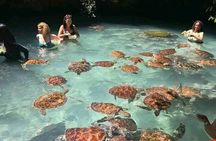 Zanzibar Dolphin and Snorkeling Tour with Beach Lunch