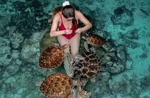 Zanzibar Dolphin and Snorkeling Tour with Beach Lunch