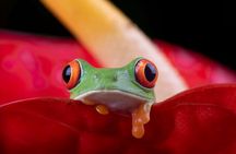 Manuel Antonio and Night Walking Tour with a Naturalist Guide