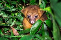 Manuel Antonio and Night Walking Tour with a Naturalist Guide