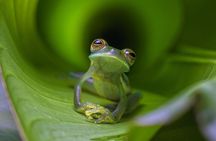 Manuel Antonio and Night Walking Tour with a Naturalist Guide