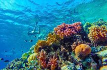 Snorkel Experience in Bonaire