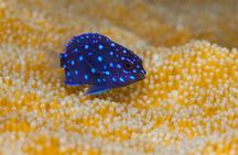 Snorkel Experience in Bonaire