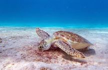 Snorkel Experience in Bonaire
