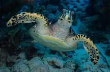Snorkel Experience in Bonaire
