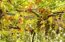 Taste of Paphos Hills – All Inclusive Wine Tour