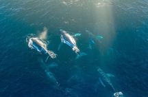 3.5-Hour Arctic Magic with Fjord and Whale Watching Adventure 