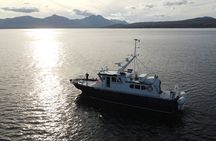 3.5-Hour Arctic Magic with Fjord and Whale Watching Adventure 