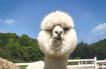 Nami Island & Railbike & Alpaca Garden Cafe