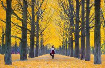 Nami, Apple Picking, Autumn Light Festival & The Alpaca Garden