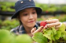 Seoul Winter Tour: Strawberry Picking, Gamaksan & Hanok Village