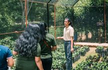 Kandy Yahalatenna Walking Coffee Class Activity