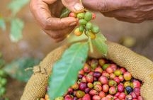 Kandy Yahalatenna Walking Coffee Class Activity