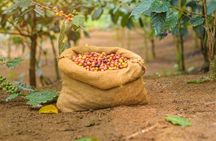 Kandy Yahalatenna Walking Coffee Class Activity
