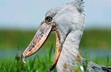 Shoebill tours and birding Safaris 