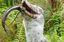 Shoebill tours and birding Safaris 