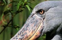 Shoebill tours and birding Safaris 