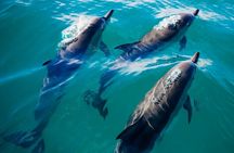 2 Hour Private Captained Crab Island Dolphin Tour in Destin