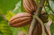 Chocolate Tour Manuel Antonio Tour with Transport