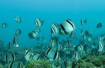 Snorkeling in Los Arcos and Bird watching