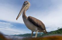 Snorkeling in Los Arcos and Bird watching