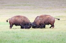 Yellowstone Wildlife Safari in Lamar Valley from West Yellowstone