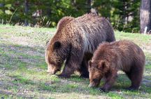 Yellowstone Wildlife Safari in Lamar Valley from West Yellowstone