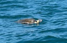 Whale and Dolphin Watching in the Whale Marine Park