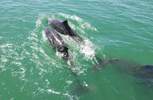 Combo Tour: Whales and Dolphins at Marino Ballena National Park