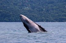 Combo Tour: Whales and Dolphins at Marino Ballena National Park