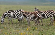 Tarangire and Ngorongoro 2 Day Safari Adventure