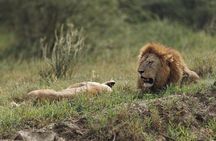 Tarangire and Ngorongoro 2 Day Safari Adventure