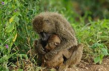 Tarangire and Ngorongoro 2 Day Safari Adventure