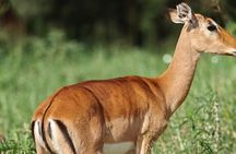 Tarangire & Ngorongoro 2-Day Safari – Big 5 & Crater