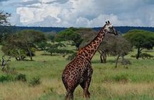 Tarangire & Ngorongoro 2-Day Safari – Big 5 & Crater