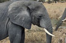 2-Days Big Five Safari: Tarangire & Ngorongoro Crater Adventure