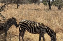 2-Days Big Five Safari: Tarangire & Ngorongoro Crater Adventure
