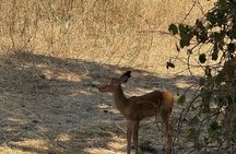 2-Days Big Five Safari: Tarangire & Ngorongoro Crater Adventure