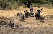 2-Days Big Five Safari: Tarangire & Ngorongoro Crater Adventure