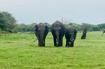 Private Jeep Safari at Minneriya and Kaudulla National Parks